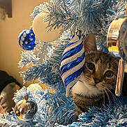 Coco joined the competition — help win amazing prizes! cat, tabby_cat, christmas_tree, blue_tree, ornaments, blue_ornament, silver_ornament, holiday, festive, indoor, curious, pet, whiskers, animal, decorations, frosted_branches, close_up, cute, playful, household