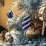 cat, tabby_cat, christmas_tree, blue_tree, ornaments, blue_ornament, silver_ornament, holiday, festive, indoor, curious, pet, whiskers, animal, decorations, frosted_branches, close_up, cute, playful, household
