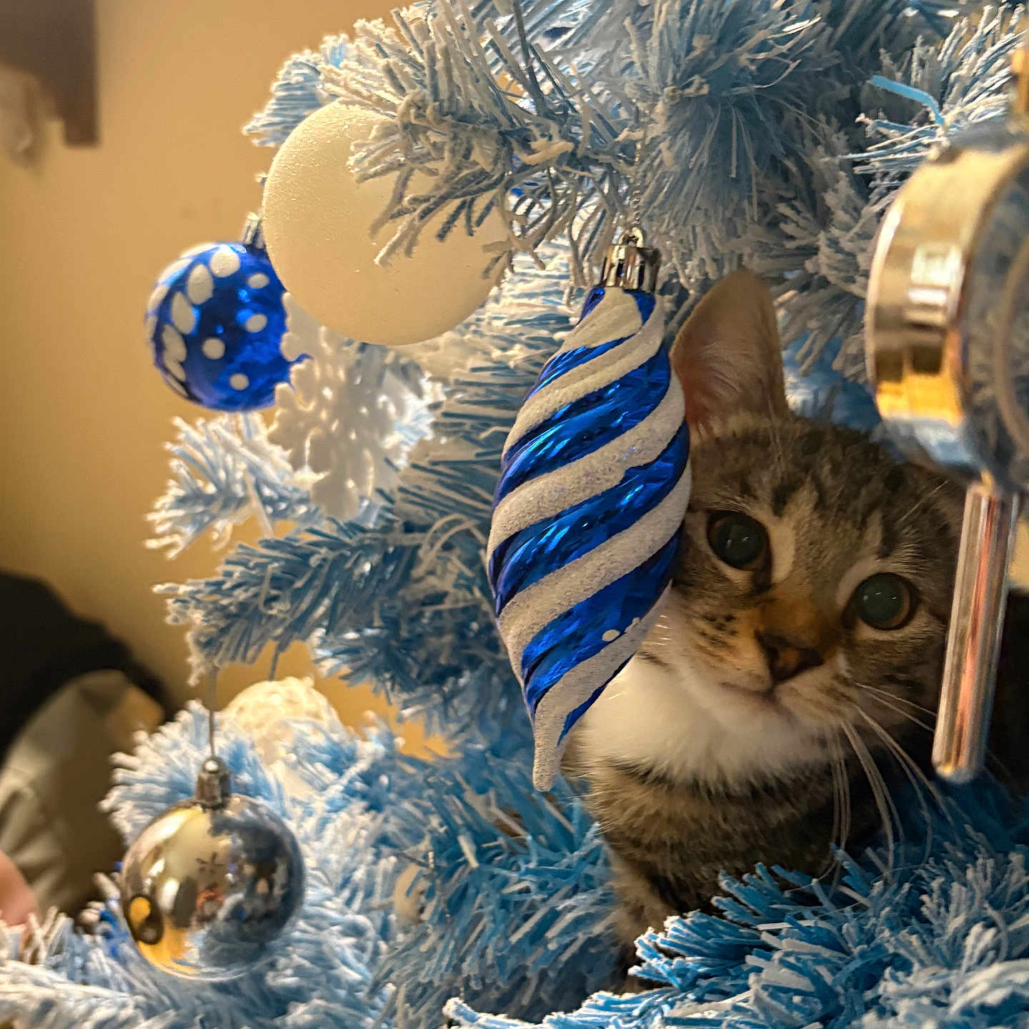 Coco joined the competition — help win amazing prizes! animal, blue_ornament, blue_tree, cat, christmas_tree, close_up, curious, cute, decorations, festive, frosted_branches, holiday, household, indoor, ornaments, pet, playful, silver_ornament, tabby_cat, whiskers