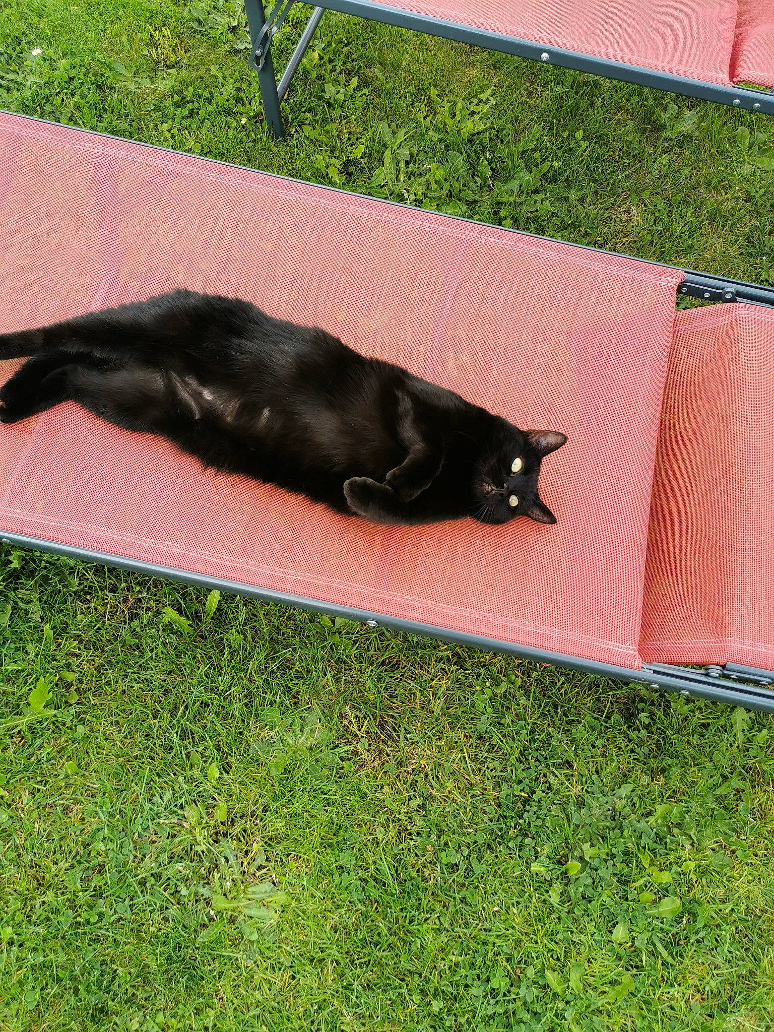 Bella a rejoint le concours — aidez-le/la à gagner de superbes lots ! backyard, black_cat, canidae, carnivore, cat, companion_dog, dog_breed, felidae, flooring, garden, grass, lawn, plant, shade, shadow, small_to_medium_sized_cats, sporting_group, tail, tints_and_shades, yard