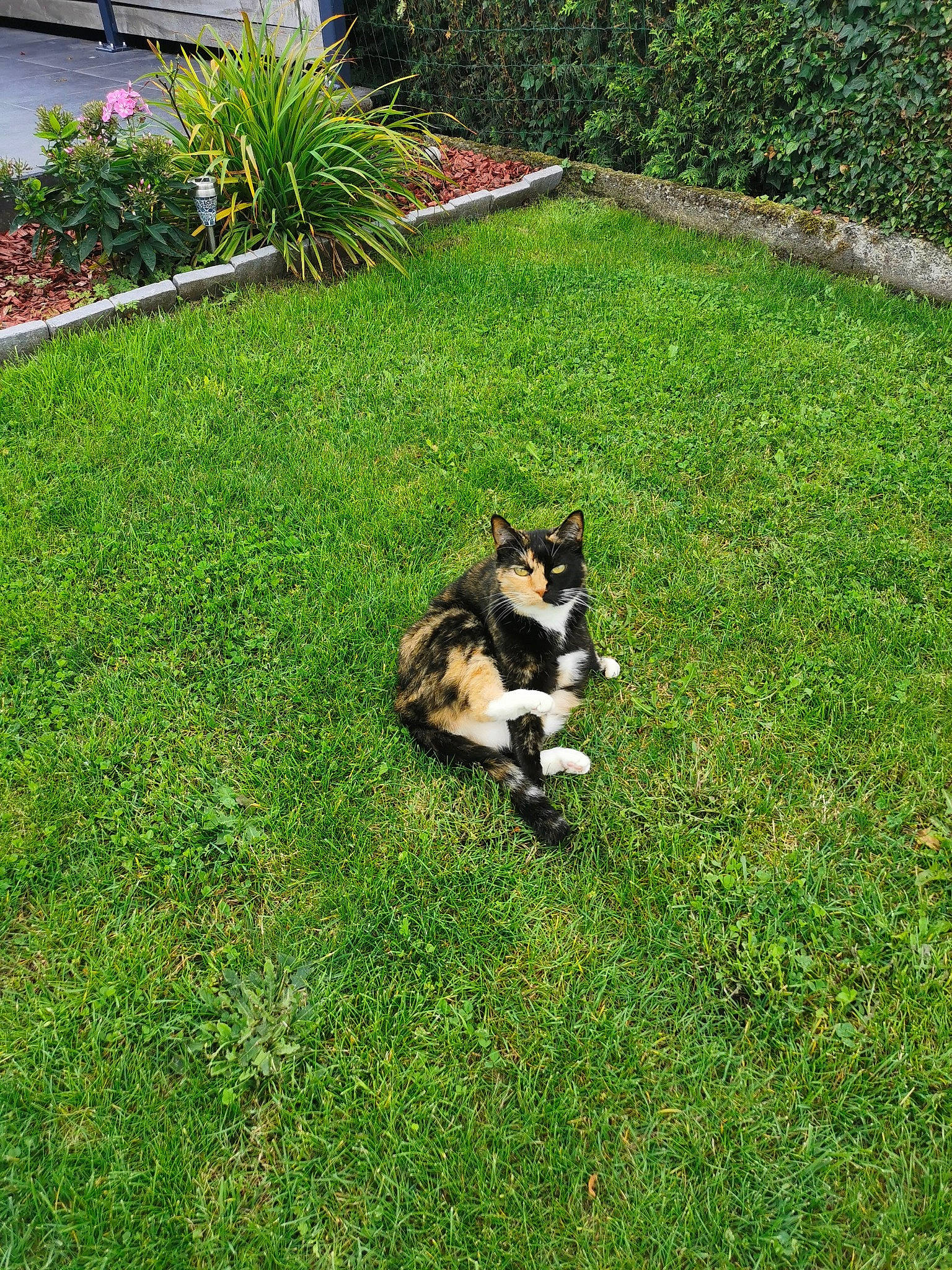 Dinah participe au concours pour gagner de l'argent avec cette photo : carnivore, cat, companion_dog, dog_breed, domestic_short_haired_cat, felidae, flooring, garden, grass, grass_family, groundcover, landscape, landscaping, lawn, plant, shrub, small_to_medium_sized_cats, tail, whiskers, yard