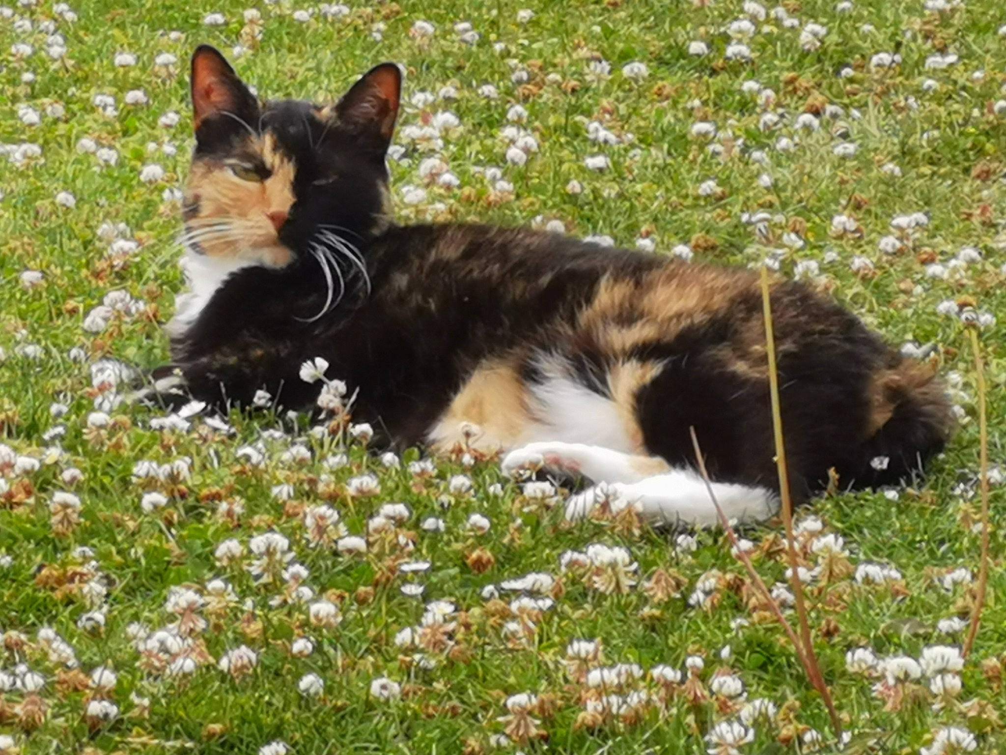 Dinah a rejoint le concours — aidez-le/la à gagner de superbes lots ! carnivore, cat, domestic_short_haired_cat, felidae, flower, fur, grass, grassland, groundcover, herbaceous_plant, meadow, natural_landscape, pasture, plant, small_to_medium_sized_cats, spring, tail, terrestrial_animal, whiskers, wildlife