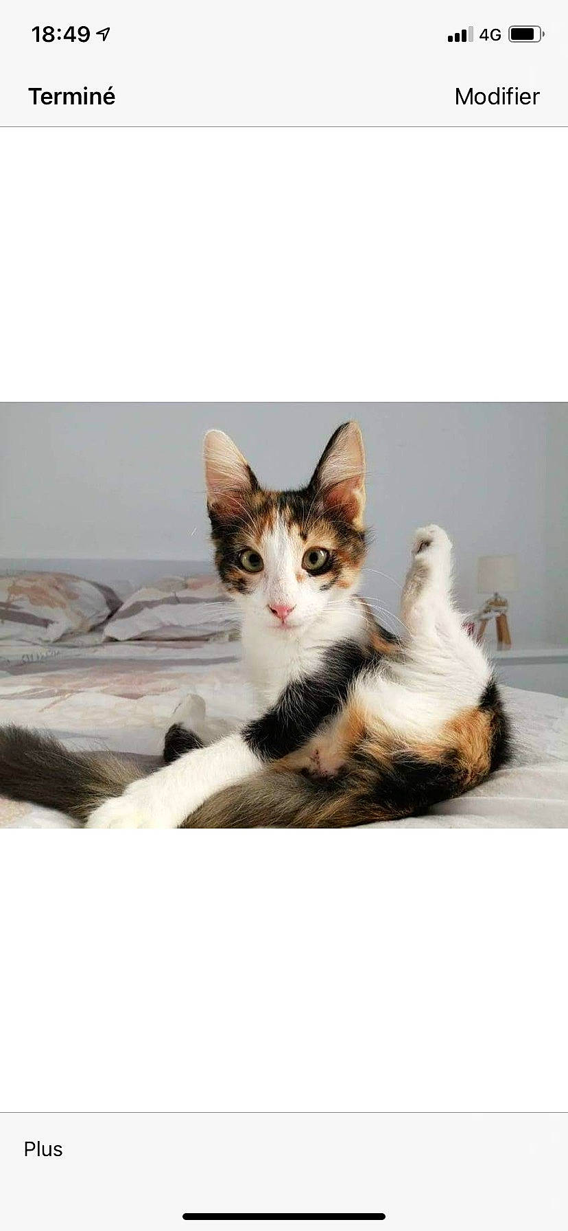 Lyly a rejoint le concours — aidez-le/la à gagner de superbes lots ! bedding, carnivore, cat, claw, comfort, domestic_short_haired_cat, felidae, flooring, font, fur, linens, paw, photo_caption, room, sitting, small_to_medium_sized_cats, snout, tail, whiskers