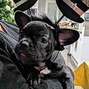 Vaïa a rejoint le concours — aidez-le/la à gagner de superbes lots ! animal, black_sweater, blurred_background, celebration, christmas_tree, cozy, cute, dog, festive, french_bulldog, headband, holding, holiday, indoor, living_room, new_year, person, pet, puppy, top_hat