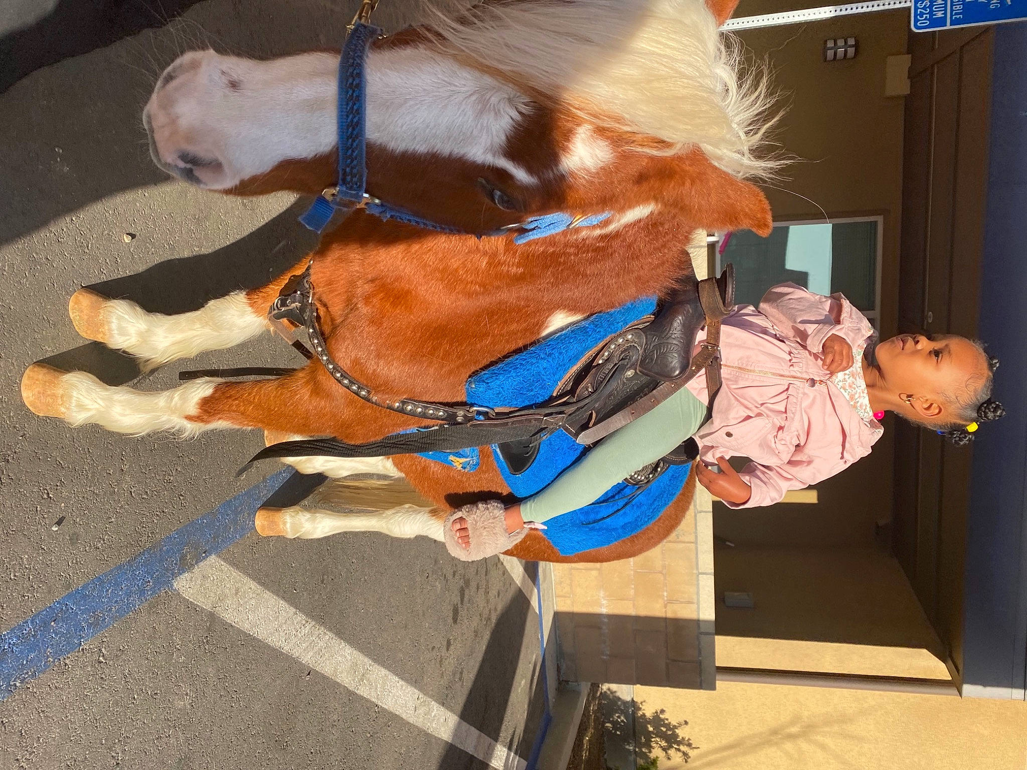 Ocean joined the competition — help win amazing prizes! bridle, child, costume, dog_breed, electric_blue, event, fashion_accessory, fawn, fun, fur, horse_supplies, horse_tack, leash, liver, orange, person, rein, snout, sorrel, sporting_group