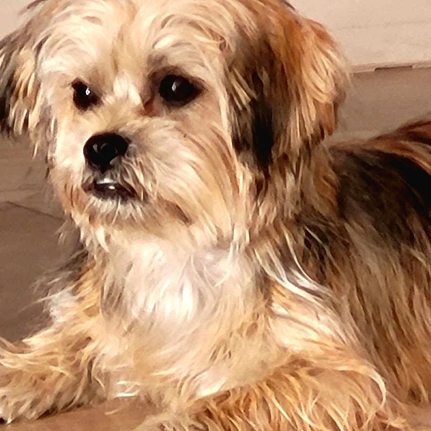 Abby participe au concours pour gagner de l'argent avec cette photo : animal, brown_fur, calm, canine, companion, cute, dog, ears, face, fur, indoor, laying_down, looking_away, nose, paw, pet, scruffy, small_dog, whiskers, wooden_floor