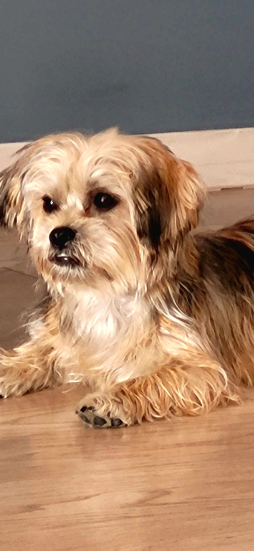 Abby participe au concours pour gagner de l'argent avec cette photo : dog, animal, pet, canine, fur, laying_down, wooden_floor, indoor, brown_fur, scruffy, cute, small_dog, calm, looking_away, ears, paw, nose, whiskers, face, companion