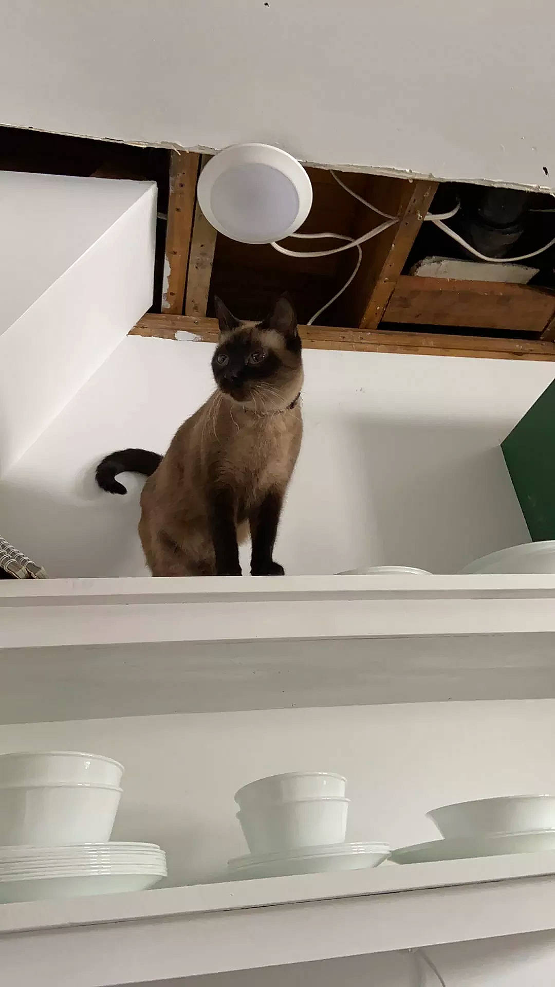 Hazel joined the competition — help win amazing prizes! black, carnivore, cat, ceiling, comfort, creative_arts, dishware, drinkware, fawn, felidae, grey, interior_design, light, room, serveware, small_to_medium_sized_cats, tableware, tail, whiskers, white