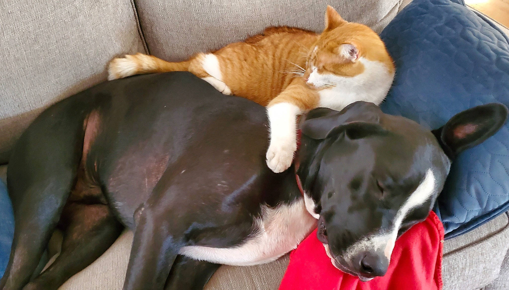 Boston joined the competition — help win amazing prizes! canidae, carnivore, cat, comfort, companion_dog, dog, dog_breed, domestic_short_haired_cat, fawn, felidae, fur, paw, pet_supply, small_to_medium_sized_cats, snout, sporting_group, tail, whiskers, wood, working_animal