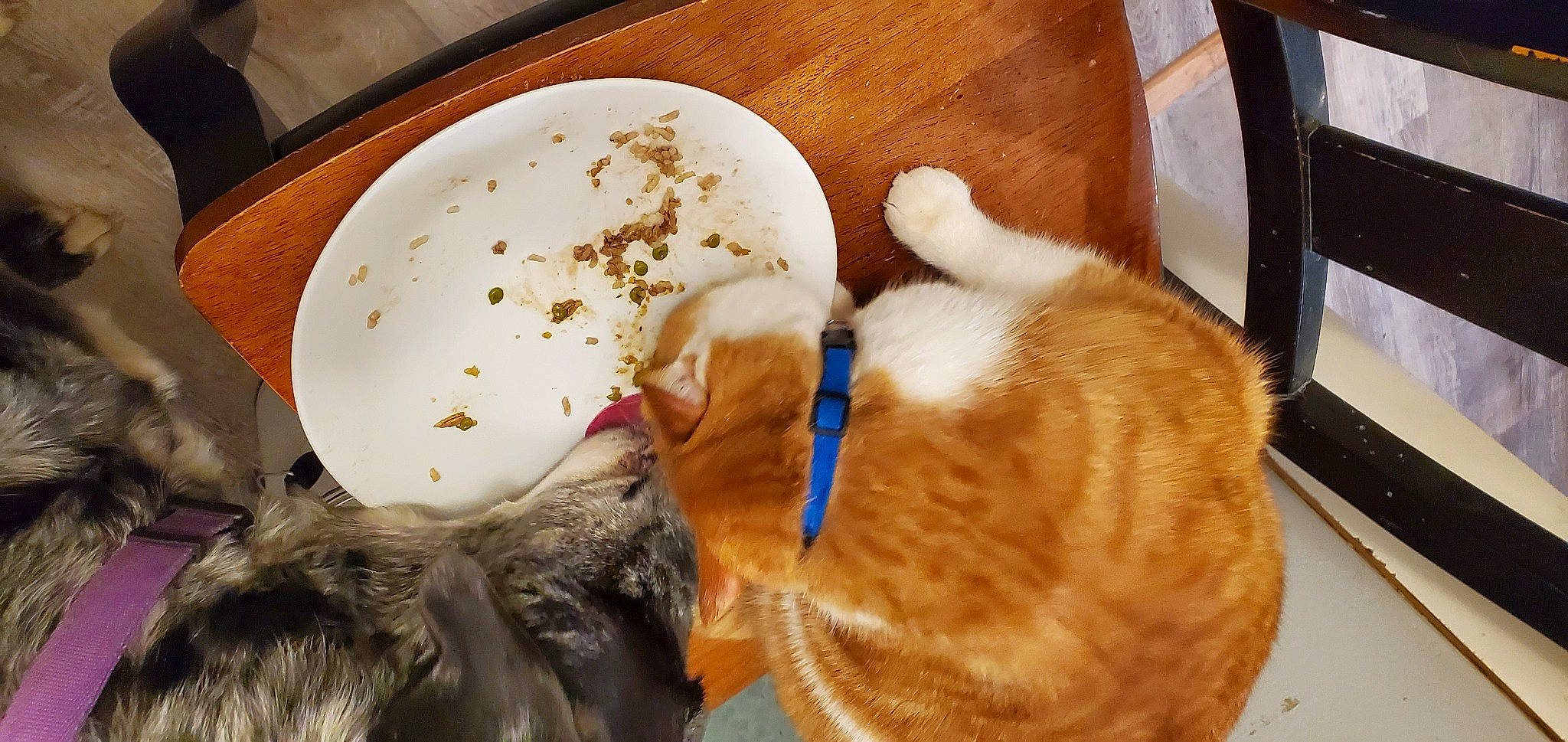 Oscar is registered to the contest to win money with this photo: canidae, carnivore, cat, cat_supply, comfort, companion_dog, dog_breed, domestic_short_haired_cat, ear, fawn, felidae, fur, paw, small_to_medium_sized_cats, snout, sporting_group, tail, toy, whiskers, wood