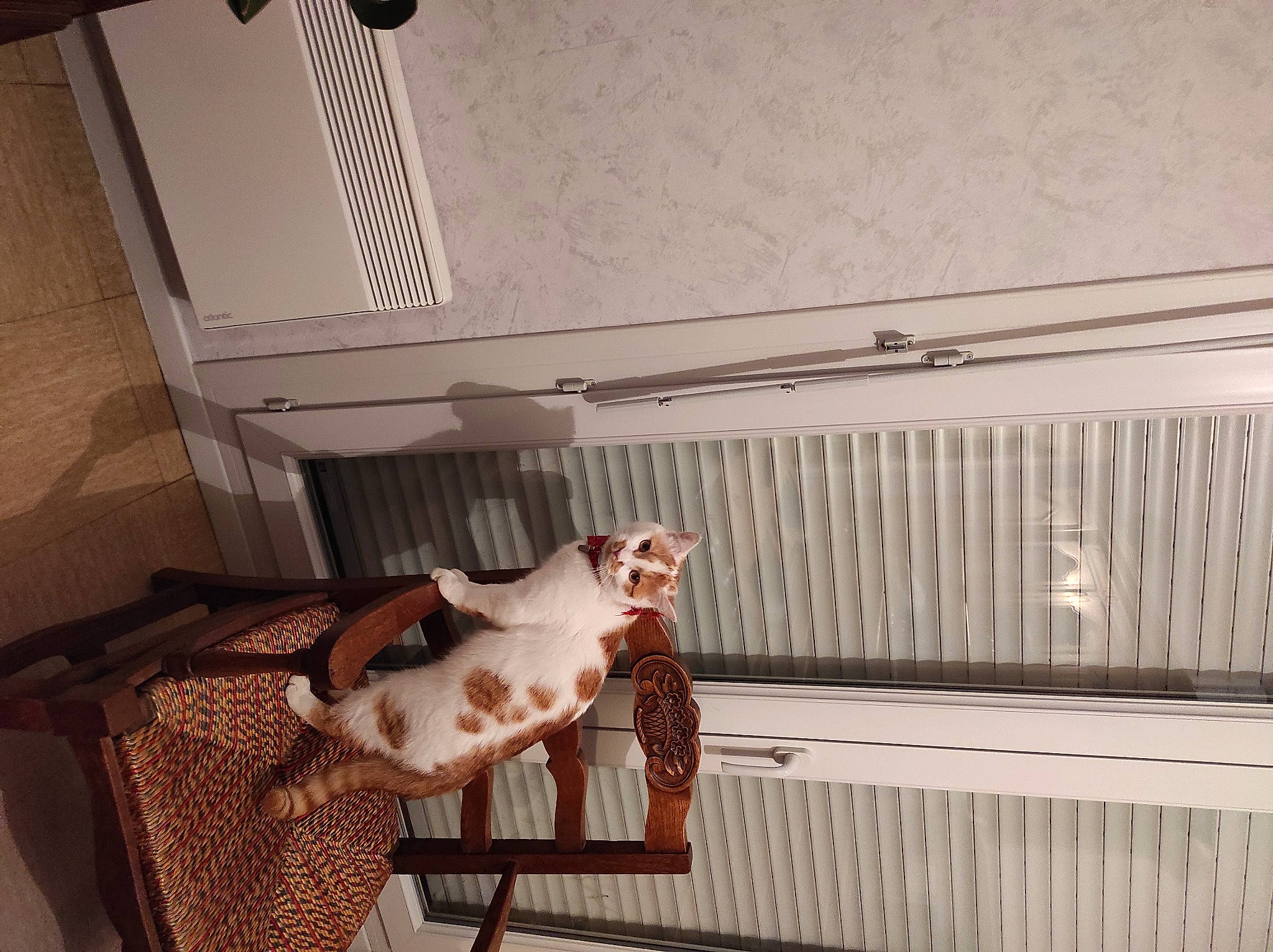 Raymond a rejoint le concours — aidez-le/la à gagner de superbes lots ! cage, carnivore, cat, cat_supply, ceiling, comfort, companion_dog, fawn, felidae, floor, flooring, fur, hardwood, pet_supply, room, small_to_medium_sized_cats, tail, whiskers, window_covering, wood