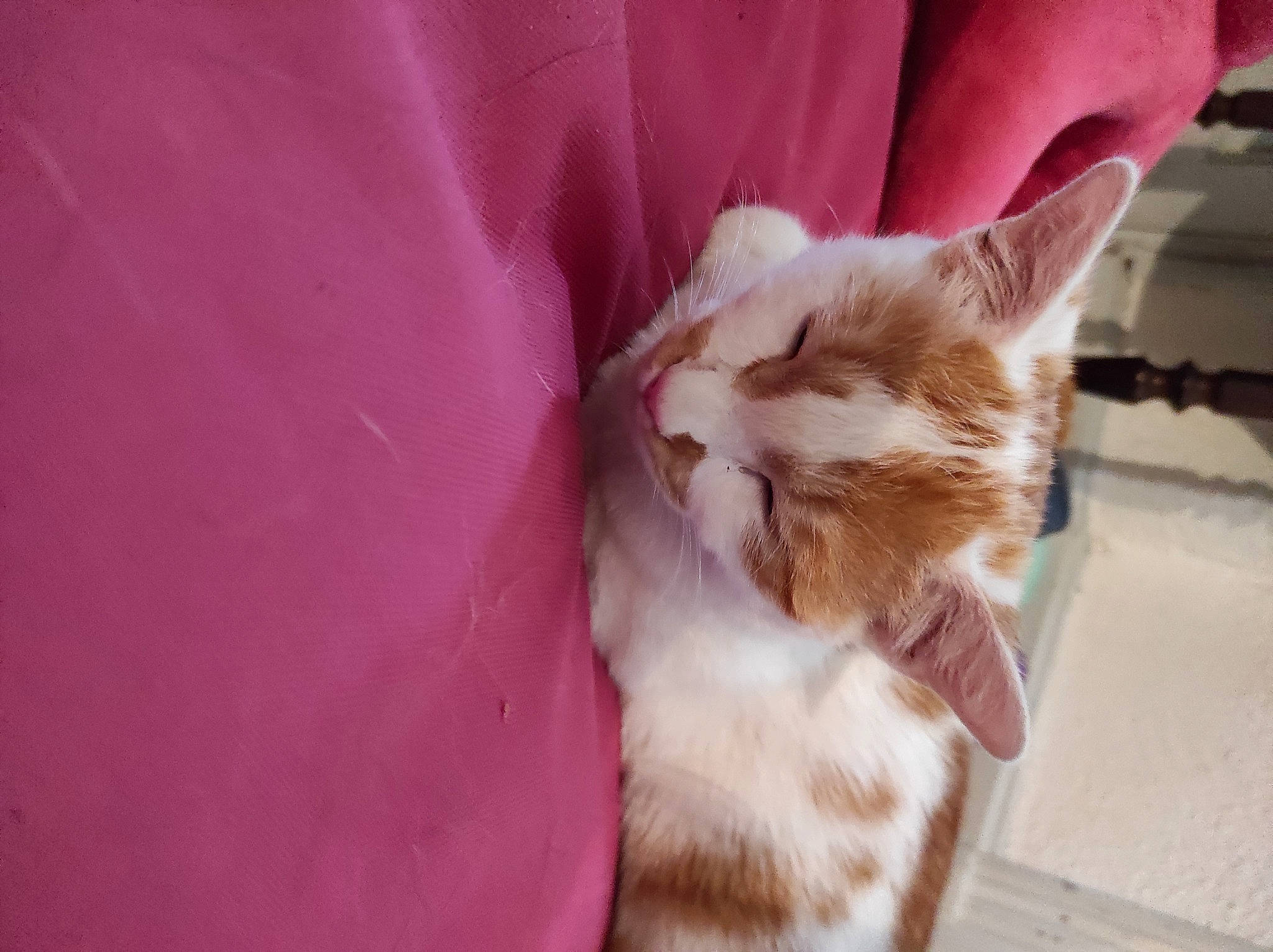 Raymond participe au concours pour gagner de l'argent avec cette photo : carnivore, cat, claw, comfort, domestic_short_haired_cat, fawn, felidae, fur, magenta, nail, paw, plant, small_to_medium_sized_cats, snout, tail, whiskers, window, wood