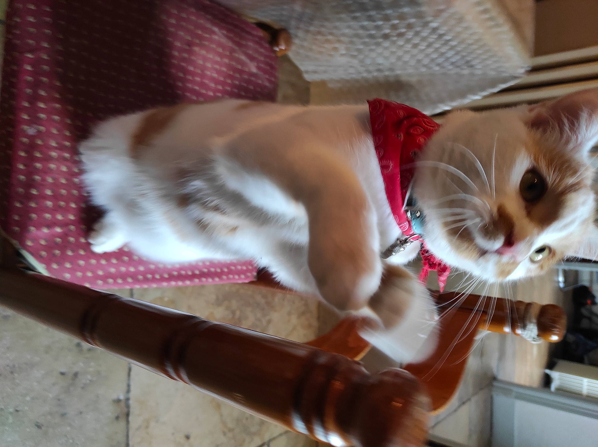 Raymond participe au concours pour gagner de l'argent avec cette photo : canidae, carnivore, cat, domestic_short_haired_cat, fawn, felidae, fur, musical_instrument, paw, pet_supply, small_to_medium_sized_cats, tail, tartan, whiskers, wood