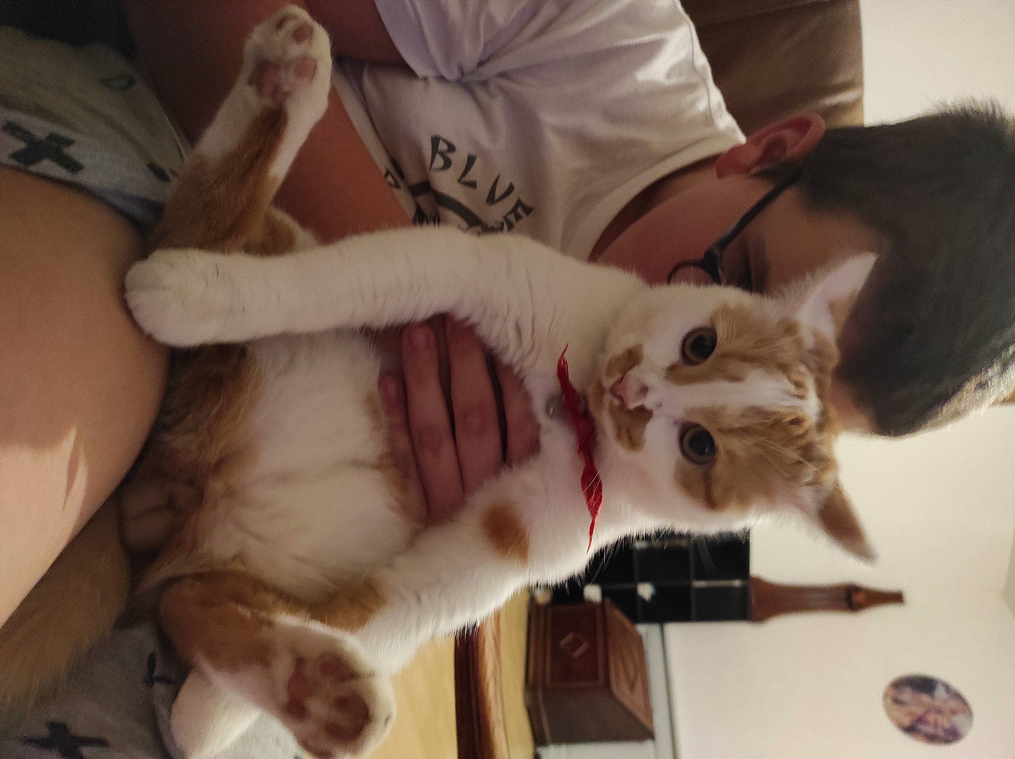 Raymond a rejoint le concours — aidez-le/la à gagner de superbes lots ! carnivore, cat, claw, comfort, companion_dog, dog_breed, domestic_short_haired_cat, fang, fawn, felidae, fur, gesture, musical_instrument, nail, paw, small_to_medium_sized_cats, snout, tail, thai, whiskers