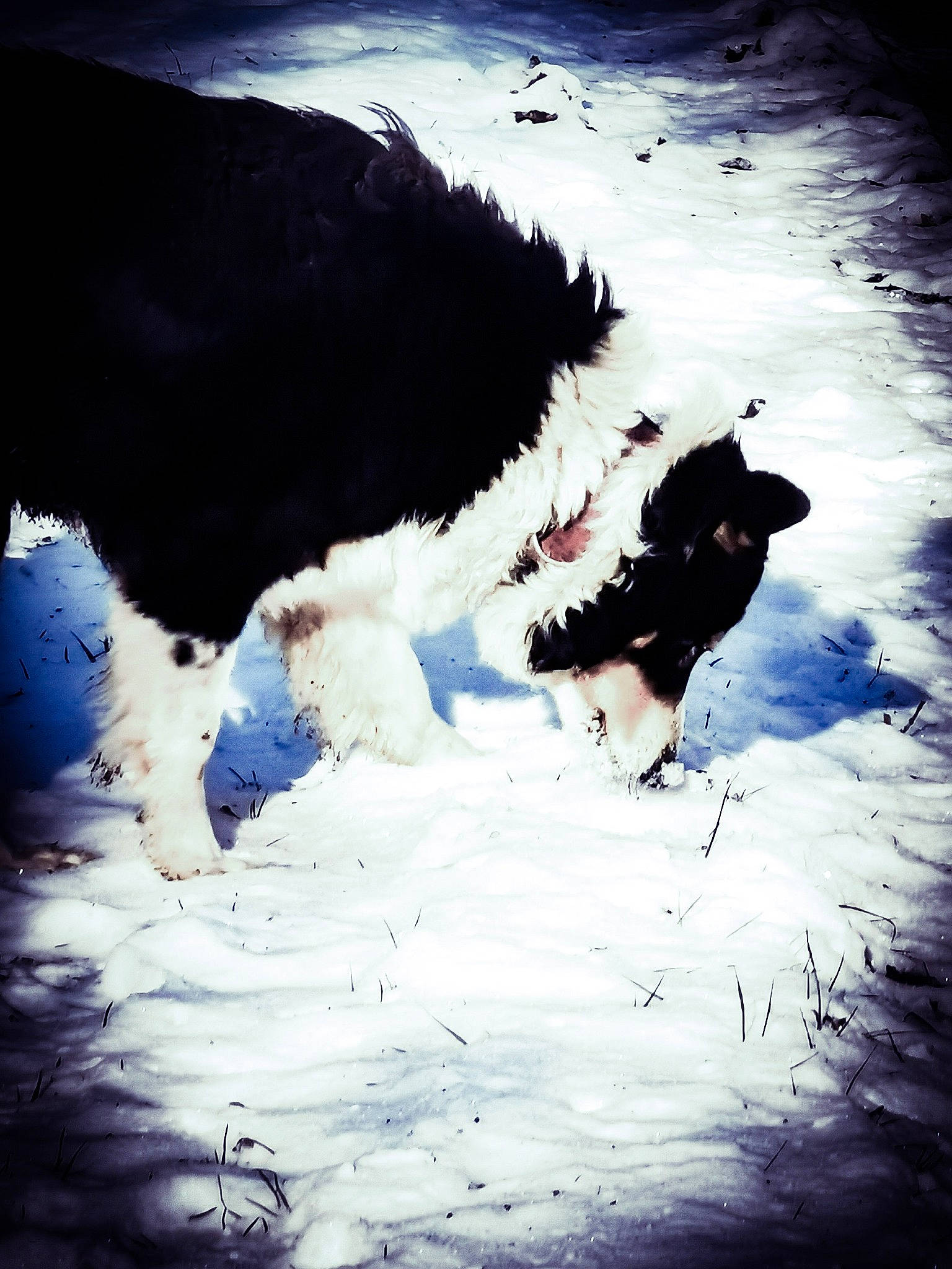 Titoune a rejoint le concours — aidez-le/la à gagner de superbes lots ! art, canidae, carnivore, darkness, dog, dog_breed, electric_blue, freezing, glacial_landform, ice_cap, meteorological_phenomenon, people_in_nature, shadow, slope, snow, sporting_group, tints_and_shades, visual_arts, winter, working_animal