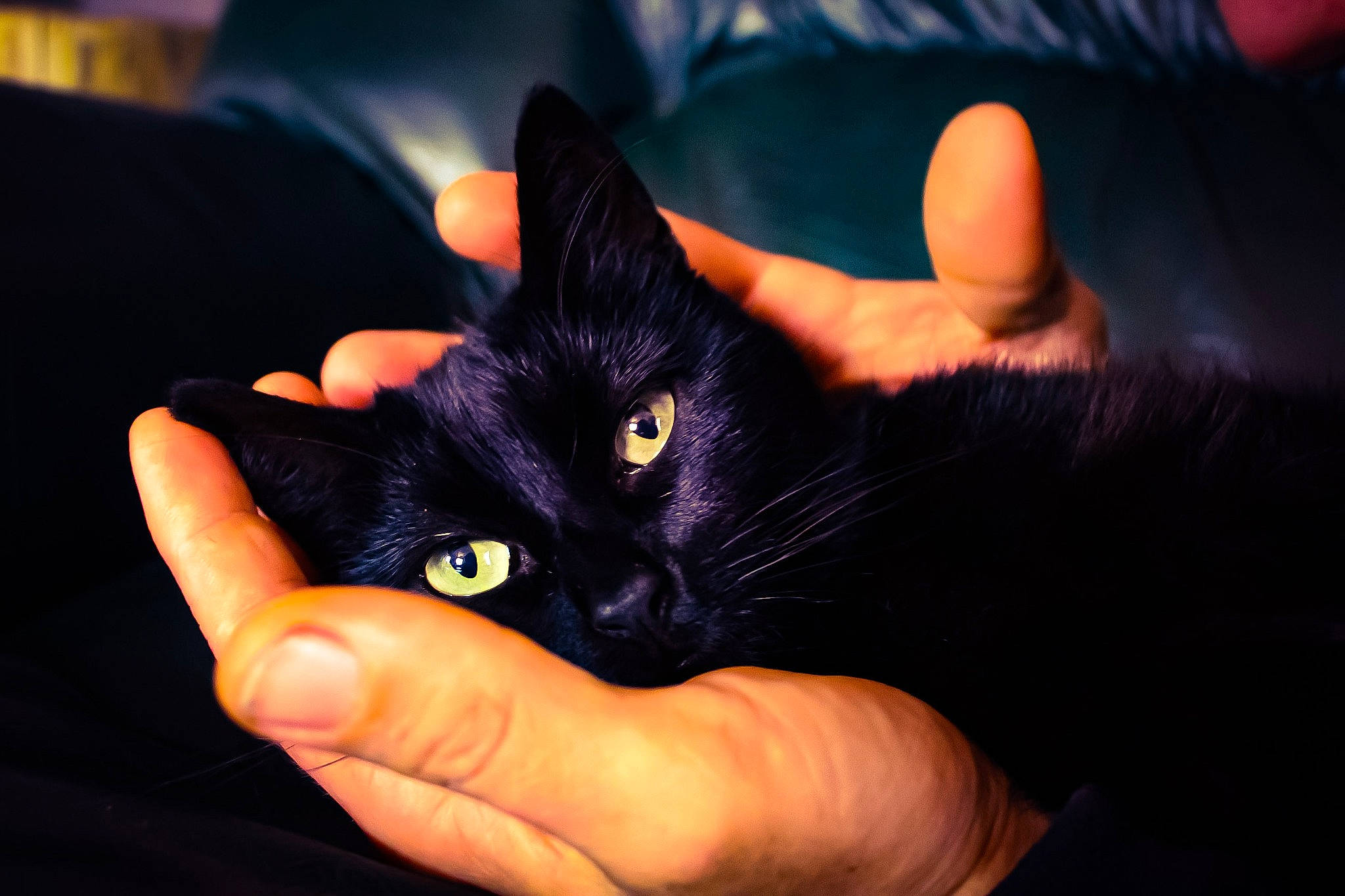 Geisha a rejoint le concours — aidez-le/la à gagner de superbes lots ! black_cat, carnivore, cat, comfort, domestic_short_haired_cat, ear, electric_blue, eye, felidae, finger, fur, gesture, hand, lap, nail, small_to_medium_sized_cats, snout, thumb, whiskers, wrist