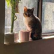 Blossom joined the competition — help win amazing prizes! bamboo, cat, cozy, feline, flower_arrangement, home_decor, indoor, nature_indoor, orange_flowers, pet, plant_pot, potted_plant, shadow, still_life, striped_container, sunlight, tabby_cat, window, windowsill, yellow_flowers