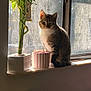 bamboo, cat, cozy, feline, flower_arrangement, home_decor, indoor, nature_indoor, orange_flowers, pet, plant_pot, potted_plant, shadow, still_life, striped_container, sunlight, tabby_cat, window, windowsill, yellow_flowers