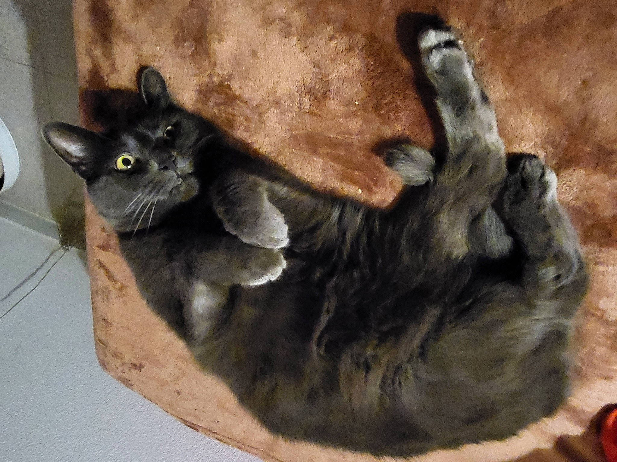 Billy a rejoint le concours — aidez-le/la à gagner de superbes lots ! black_cat, box, carnivore, cat, cat_bed, cat_supply, claw, comfort, domestic_short_haired_cat, fawn, felidae, fur, grey, paw, pet_supply, small_to_medium_sized_cats, snout, tail, terrestrial_animal, whiskers