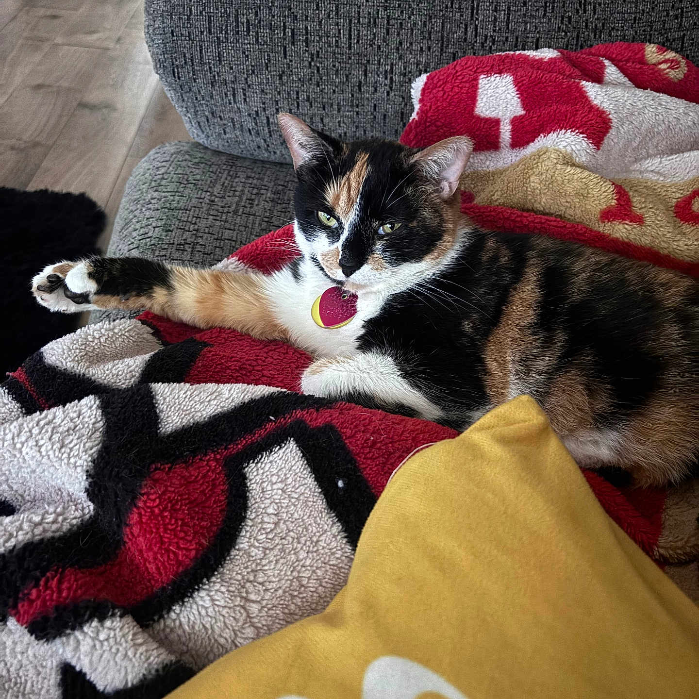 Minnie joined the competition — help win amazing prizes! animal, blanket, calico_cat, cat, comfort, couch, cozy, domestic_animal, feline, fur, home_interior, indoor, patterned_blanket, paw, pet, relaxed, resting, stretching, wood_floor, yellow_pillow