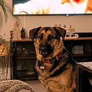Romy participe au concours pour gagner de l'argent avec cette photo : dog, german_shepherd, pet, indoor, living_room, blanket, furniture, television, decor, plant, wood_floor, table, collar, tag, brown, black, fur, sitting, cozy, relaxed