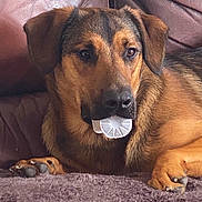 Texas a rejoint le concours — aidez-le/la à gagner de superbes lots ! dog, brown_dog, black_dog, pet, animal, canine, indoor, sofa, leather_sofa, blanket, resting, laying_down, close_up, fur, paw, mouth, plastic_object, curious, mischievous, domestic