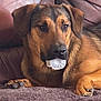 dog, brown_dog, black_dog, pet, animal, canine, indoor, sofa, leather_sofa, blanket, resting, laying_down, close_up, fur, paw, mouth, plastic_object, curious, mischievous, domestic