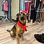 Texas participe au concours pour gagner de l'argent avec cette photo : dog, indoor, wooden_floor, santa_hat, red_scarf, pet, mannequin, clothing, fabric, shop, colorful, flooring, animal, sitting, decor, accessory, portrait, cute, holiday, festive