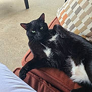 Precious is registered to the contest to win money with this photo: animal, black_cat, cat, chair, closeup, concrete_floor, cushion, feline, fur, green_eyes, indoor, lounging, patterned_pillow, paw, pet, pillow, relaxed, resting, whiskers, white_fur