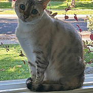 Aurora joined the competition — help win amazing prizes! cat, feline, pet, sitting, windowsill, window, indoors, outdoors, garden, sunlight, animal, portrait, curious, head_tilt, blue_eyes, striped_fur, short_hair, tail, screen, home
