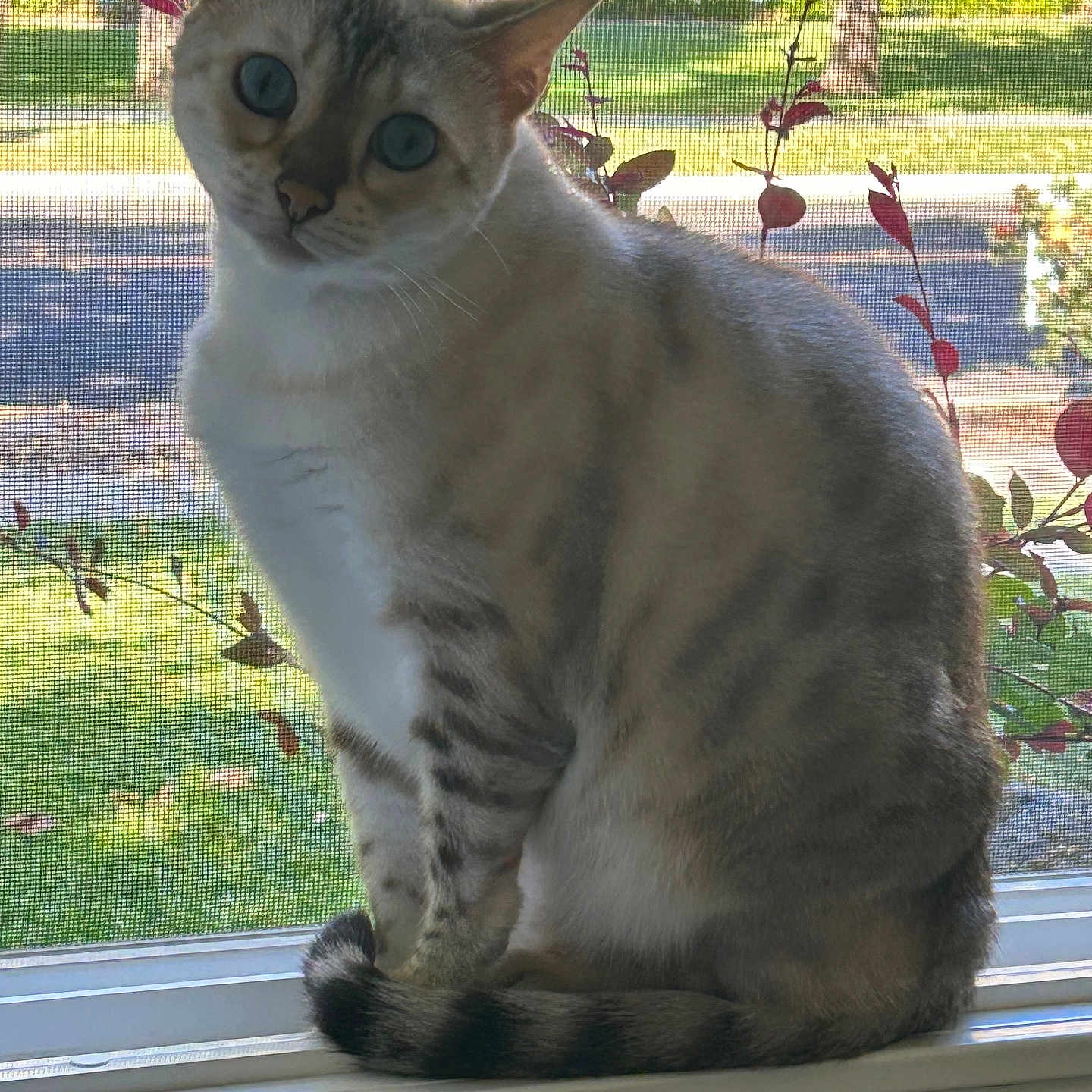 Aurora
