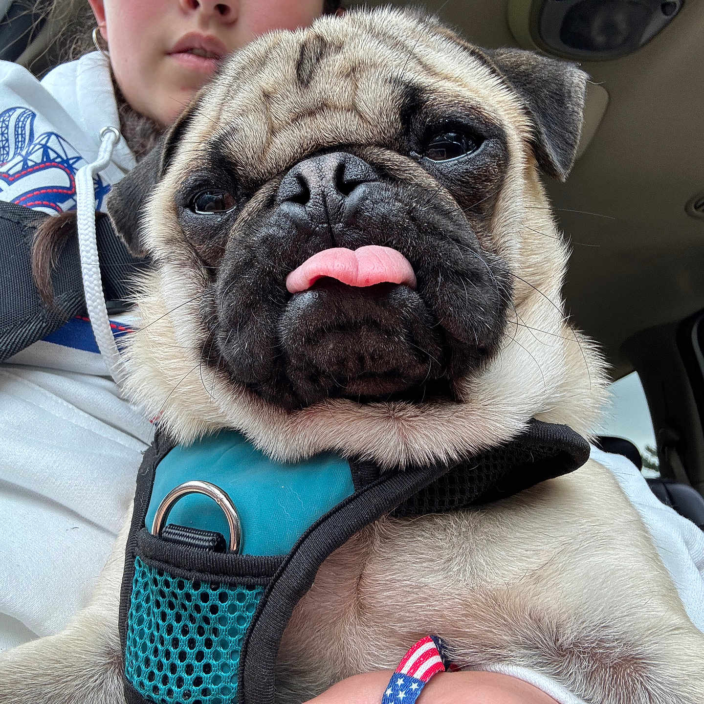 Oscar joined the competition — help win amazing prizes! animal, car_interior, casual, close_up, cute, dog, expression, face, fur, hand, harness, hoodie, indoors, leisure, person, pet, pug, seat, tongue_out, window