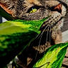 cat, close_up, green_leaves, plant, whiskers, yellow_eyes, curious, nature, pet, feline, indoor, portrait, animal, sunlight, shadow, texture, nose, ears, face, flora