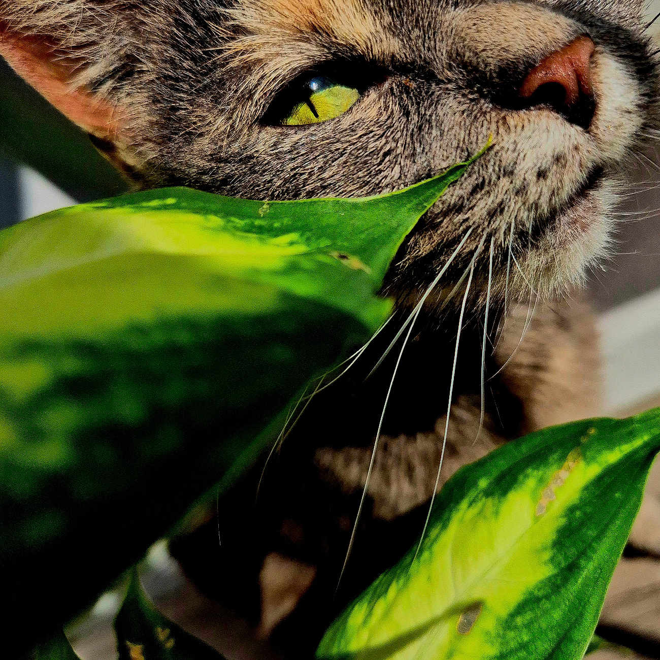 Nala participe au concours pour gagner de l'argent avec cette photo : cat, close_up, green_leaves, plant, whiskers, yellow_eyes, curious, nature, pet, feline, indoor, portrait, animal, sunlight, shadow, texture, nose, ears, face, flora
