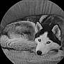 Noël participe au concours pour gagner de l'argent avec cette photo : dog, husky, animal, pet, canine, fur, eyes, resting, blanket, cozy, portrait, monochrome, black_and_white, circular_frame, texture, indoor, laying_down, calm, close_up, face