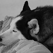Noël a rejoint le concours — aidez-le/la à gagner de superbes lots ! dog, husky, resting, sleeping, blanket, paw, fur, indoor, cozy, black_and_white, pet, animal, close_up, calm, relaxation, muzzle, ear, human_foot, comfort, quiet