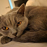 Luna is registered to the contest to win money with this photo: amber_eyes, animal, bed, cat, close_up, cozy, cute, feline, fur, gray_cat, indoor, mammal, paw, pet, relaxed, resting, sleepy, soft, tail, whiskers