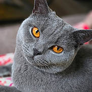 Luna joined the competition — help win amazing prizes! cat, gray_cat, pet, close_up, amber_eyes, feline, animal, fur, whiskers, cute, domestic_animal, portrait, indoor, looking, face, head, ears, soft_texture, relaxed, curious