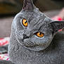 cat, gray_cat, pet, close_up, amber_eyes, feline, animal, fur, whiskers, cute, domestic_animal, portrait, indoor, looking, face, head, ears, soft_texture, relaxed, curious