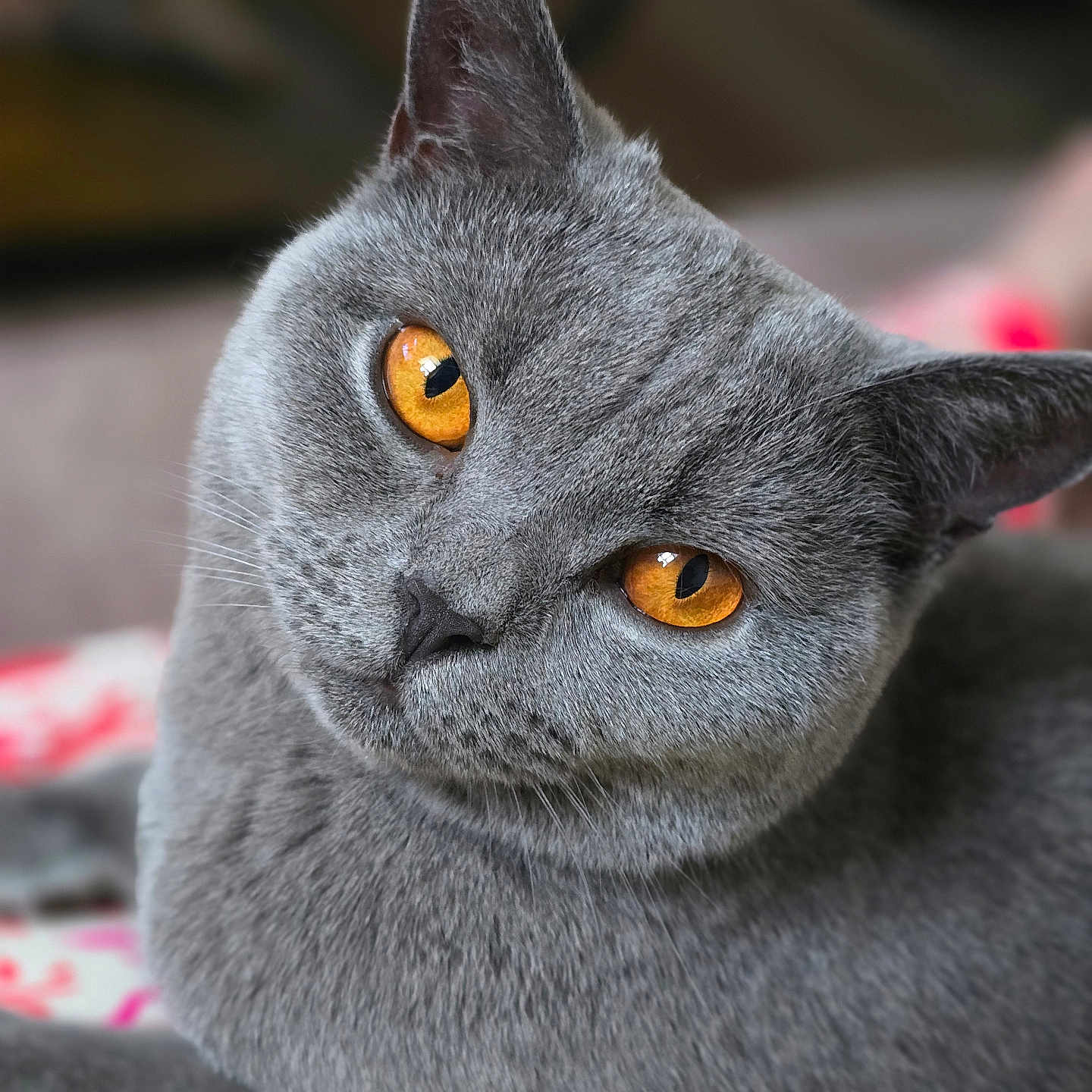 Luna joined the competition — help win amazing prizes! amber_eyes, animal, cat, close_up, curious, cute, domestic_animal, ears, face, feline, fur, gray_cat, head, indoor, looking, pet, portrait, relaxed, soft_texture, whiskers