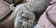 Luna is registered to the contest to win money with this photo: amber_eyes, animal, cat, close_up, cozy, cute, domestic_cat, feline, fur, gray_cat, home, indoor, pet, portrait, purple_blanket, relaxed, resting, soft_blanket, upside_down, whiskers
