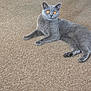Luna joined the competition — help win amazing prizes! alert, animal, carpet, cat, cute, domestic_cat, ears, feline, fur, gray_cat, indoor, laying_down, looking, orange_eyes, paws, pet, relaxed, resting, soft_texture, whiskers