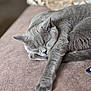 Luna is registered to the contest to win money with this photo: animal, blurred_background, cat, closeup, couch, cozy, cute, feline, fur, gray_cat, indoor, nap, paw, pet, relaxation, resting, sleeping, soft_texture, stretching, whiskers