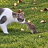 cat, mouse, mammal, animal, grass, lawn, outdoor, nature, wildlife, autumn, fallen_leaves, nose_to_nose, curious, interaction, standoff, whiskers, tail, fur, sunlight, portrait
