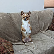 Murphy joined the competition — help win amazing prizes! dog, small_dog, couch, beige, indoor, pet, animal, sitting, alert, ears_up, fur, white_chest, brown_fur, pillow, patterned_pillow, wall, window_blind, home, domestic, companion