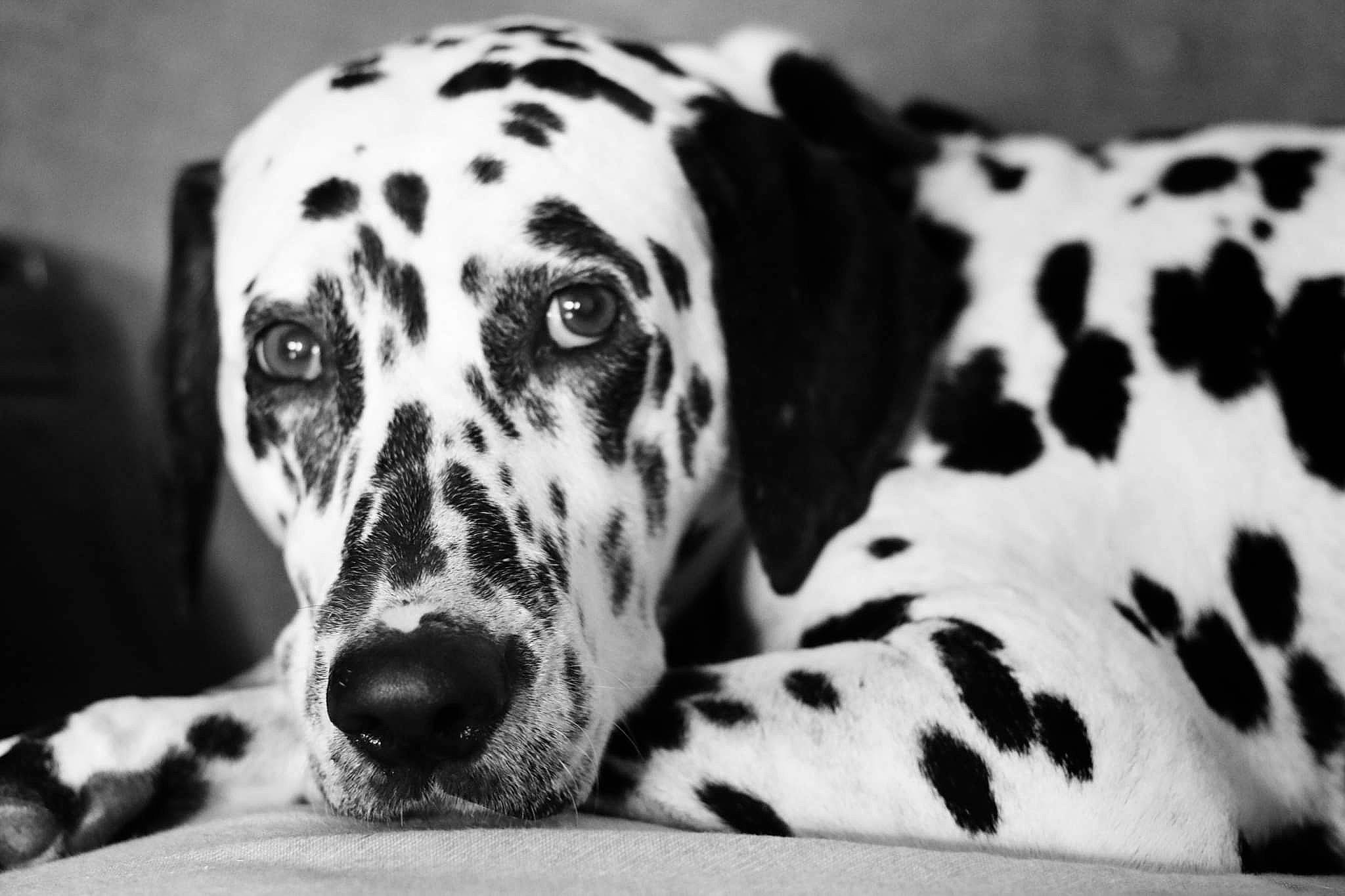 Cassie a rejoint le concours — aidez-le/la à gagner de superbes lots ! black_and_white, carnivore, companion_dog, dalmatian, dog, dog_breed, fur, monochrome, monochrome_photography, non_sporting_group, pattern, photography, snout, sporting_group, style, terrestrial_animal, whiskers, white, working_animal, working_dog