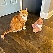 Tigre is registered to the contest to win money with this photo: cat, orange_tabby, teddy_bear, wooden_floor, indoor, door, wall, curious, pet, animal, feline, toy, sitting, flooring, home, domestic, fur, whiskers, ears, paws