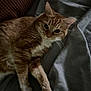 Tigre joined the competition — help win amazing prizes! cat, orange_tabby, pet, animal, feline, whiskers, fur, paw, relaxed, lying_down, indoor, blanket, soft_texture, cozy, resting, cute, domestic_cat, sleepy, comfort, closeup