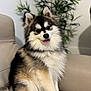 Vaicko a rejoint le concours — aidez-le/la à gagner de superbes lots ! animal, bodypart, canine, chair, cockerspaniel, collie, couch, dog, eskimodog, flower, flowerarrangement, furniture, husky, mouth, papillon, person, pet, plant, puppy, tongue