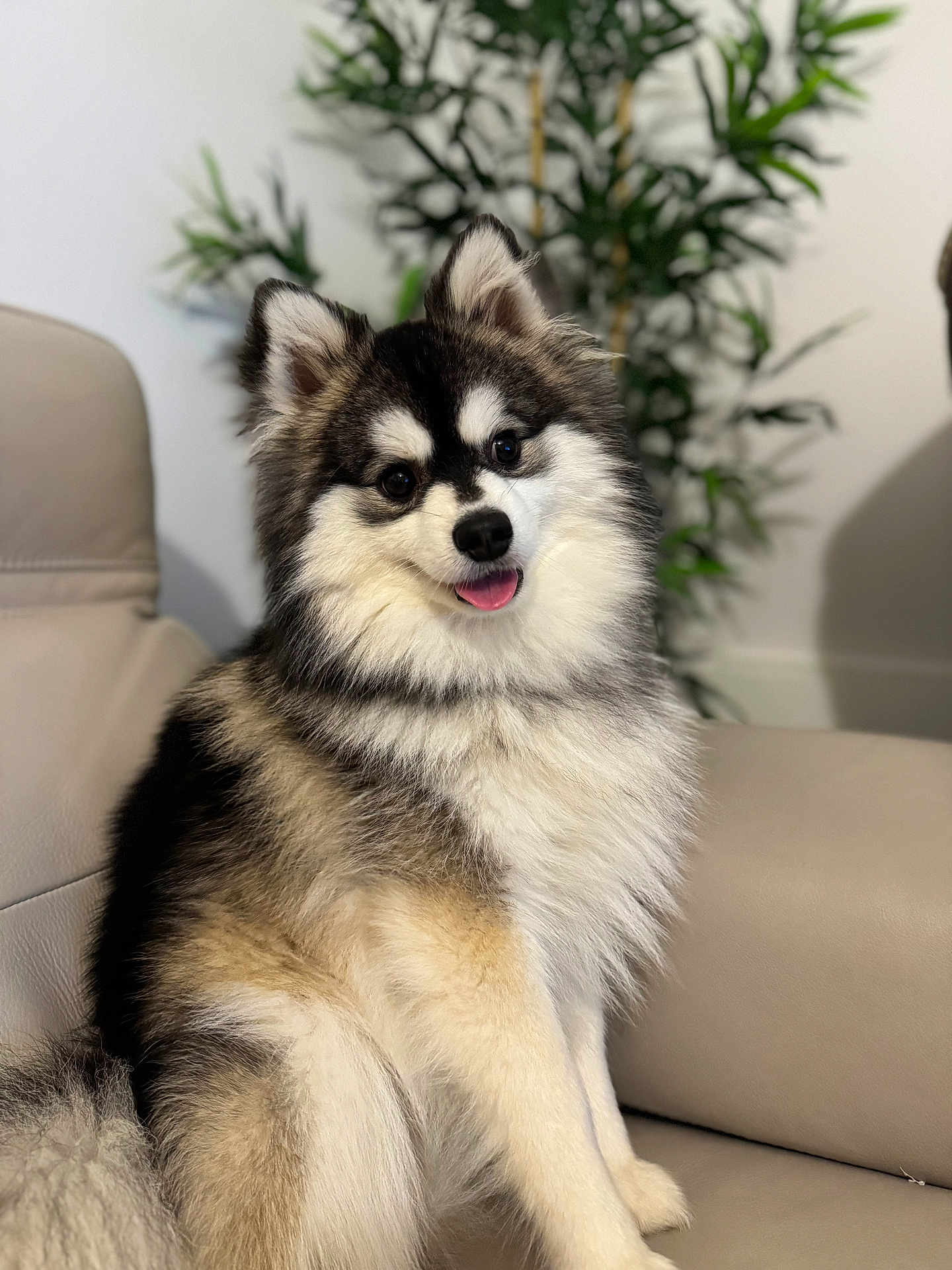 Vaicko a rejoint le concours — aidez-le/la à gagner de superbes lots ! animal, bodypart, canine, chair, cockerspaniel, collie, couch, dog, eskimodog, flower, flowerarrangement, furniture, husky, mouth, papillon, person, pet, plant, puppy, tongue